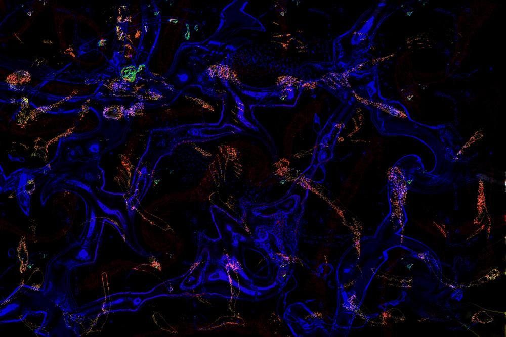Mutations of hatred - Mark Humes Gallery Of Abstract Art
